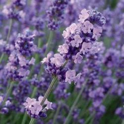 Lavender Angustifolia Melissa Lilac