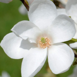Magnolia Norman Gould