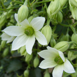 Clematis Michiko