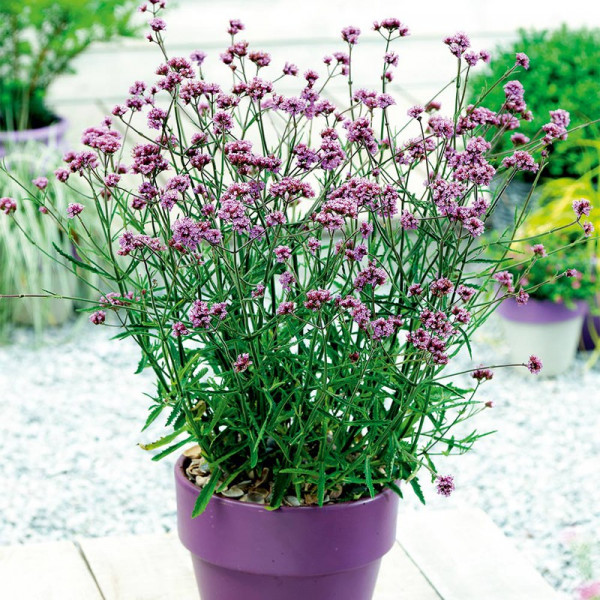 Buy Verbena Bonariensis Lollipop Online - Green plants & flowering plants