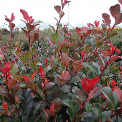 Photinia (standard) Red Robin