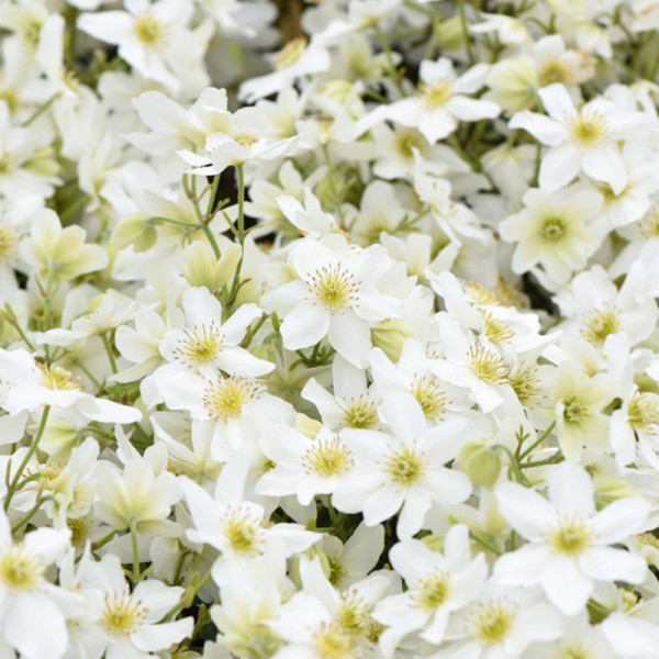 Buy Clematis Avalanche Online - Green plants & flowering plants
