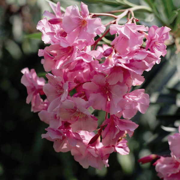 Buy Oleander Collection Online Green plants & flowering plants