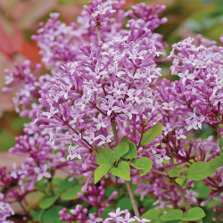 Lilac (syringa) Dwarf (standard)