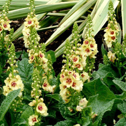 Verbascum Dark Eyes