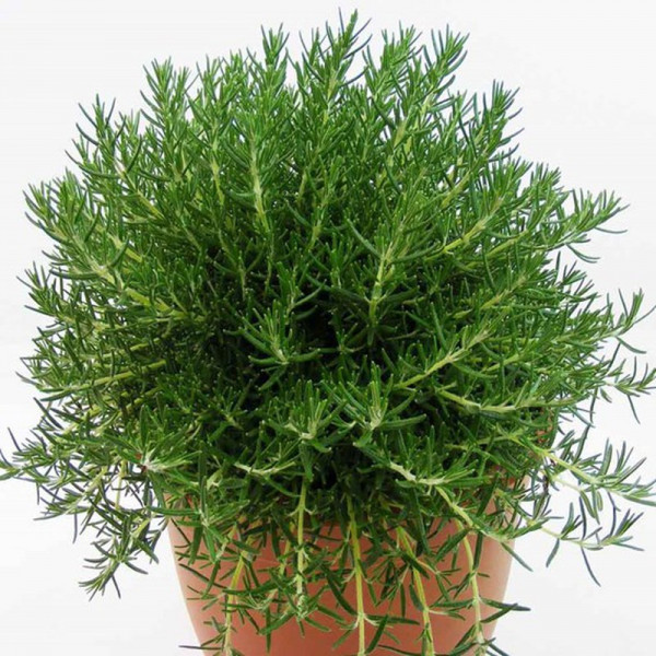 Buy Rosemary Roman Beauty Online - Green plants & flowering plants Buy Rosemary Roman Beauty Online - Green plants & flowering plants