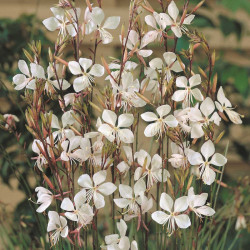 Gaura Lindheimeri Plants