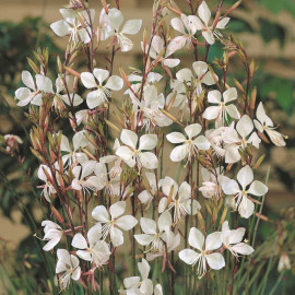 Gaura Lindheimeri Plants