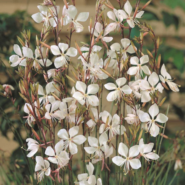 Buy Gaura lindheimeri Plants Online - Garden Plants & Bushes