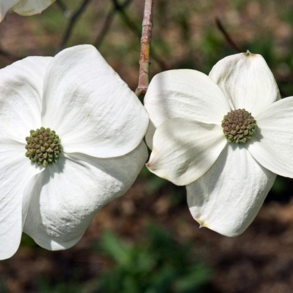 Buy Cornus Eddies White Wonder Online - Green plants & flowering plants