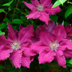 Clematis Ernest Markham