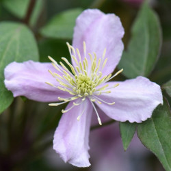 Clematis Montana Elizabeth