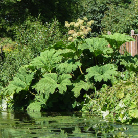 Gunnera Manicata Plant