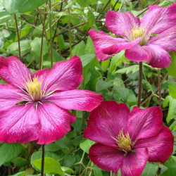 Clematis Ville De Lyon