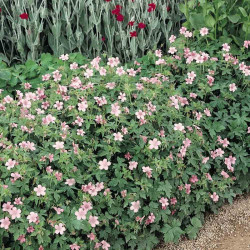 Geranium Endressii Plants