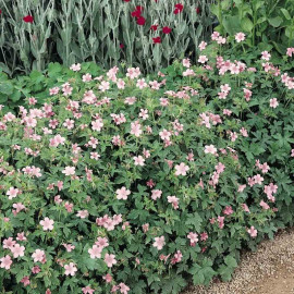 Geranium Endressii Plants