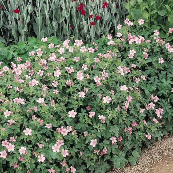 Buy Geranium endressii Plants Online - Garden Plants & Bushes