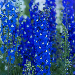 Delphinium Plants Pacific Giants Mixed