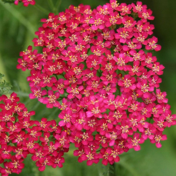 Buy Achillea millefolium Cerise Queen Online - Green plants & flowering plants