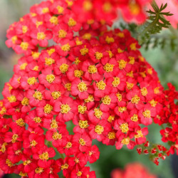 Achillea Millefolium Paprika