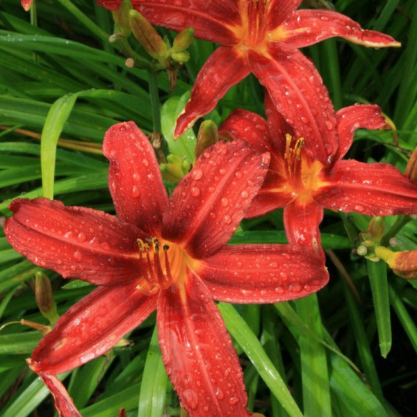 Buy Hemerocallis Crimson Pirate Online - Green plants & flowering plants