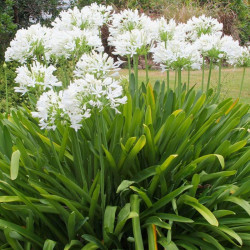 Agapanthus Africanus Albus
