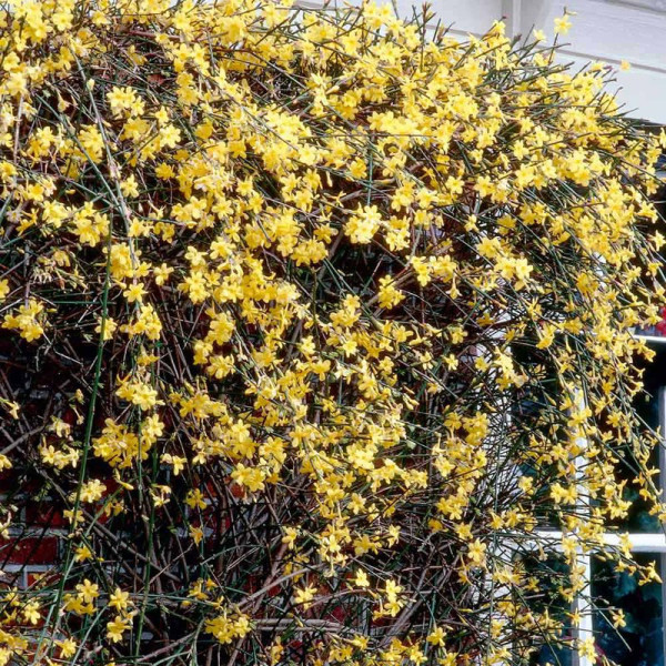 Buy Jasminum Nudiflorum Online - Green plants & flowering plants Buy Jasminum Nudiflorum Online - Green plants & flowering plants