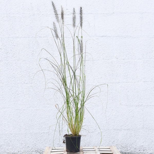 Buy Pennisetum Alopecuroides Online - Green plants & flowering plants