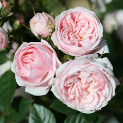 Rose Plant Silver Wishes