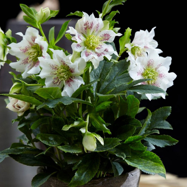 Buy Helleborus orientalis Plant Hello Pearl Online - Garden Plants & Bushes