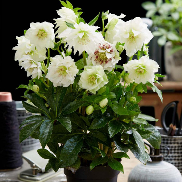 Buy Helleborus orientalis Plant Double Ellen White Online - Garden Plants & Bushes