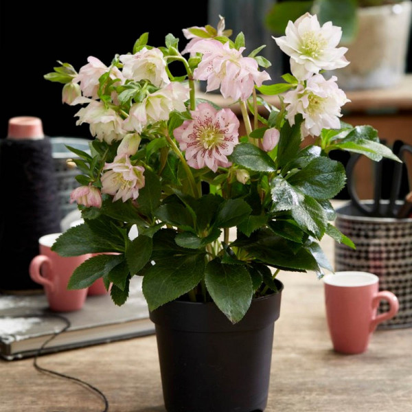Buy Helleborus orientalis Double Ellen Pink Online - Green plants & flowering plants