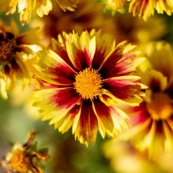 Coreopsis Lil Bang Enchanted Eve