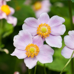 Anemone X Hybrida Robustissima