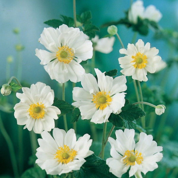 Buy Anemone x Hybrida Whirlwind Online - Green plants & flowering plants