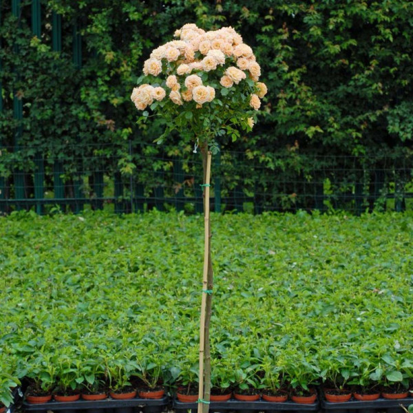 Buy Rose Sweety Standard Online - Green plants & flowering plants