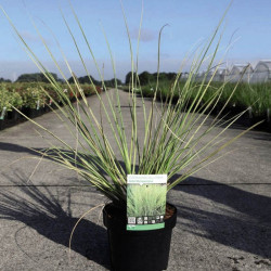 Cortaderia Selloana Gold Minipampas