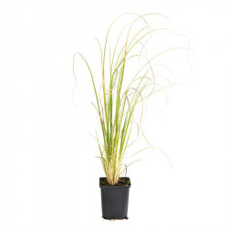 Cortaderia Selloana Plant White