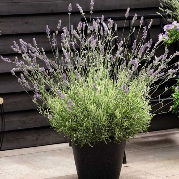 Buy Lavender Angustifolia Platinum Blonde Online - Green plants & flowering plants