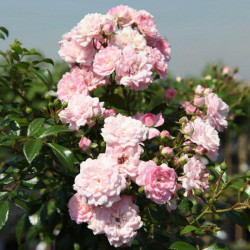 Rose the Fairy Standard