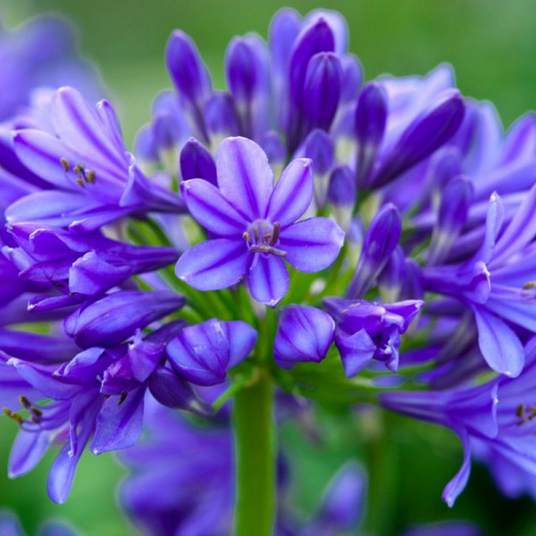 Buy Agapanthus Brilliant Blue Online - Green plants & flowering plants