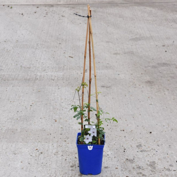 Buy Clematis Pistachio Online - Green plants & flowering plants