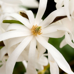 Magnolia Stellata Royal Star