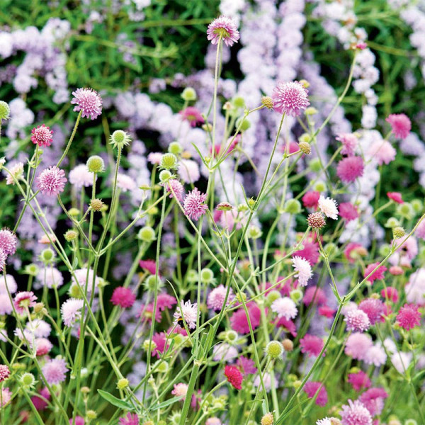 Buy Knautia Macedonica Melton Pastels Online - Green plants & flowering plants