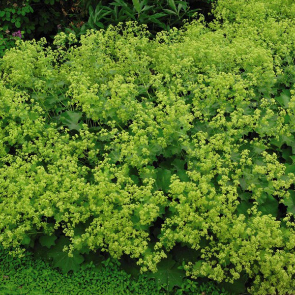 Buy Alchemilla Mollis Thriller Online - Green plants & flowering plants Buy Alchemilla Mollis Thriller Online - Green plants & flowering plants