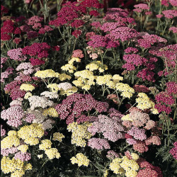 Achillea Millefolium Summer Pastels