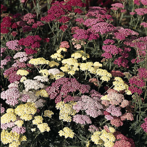Buy Achillea Millefolium Summer Pastels Online - Green plants & flowering plants