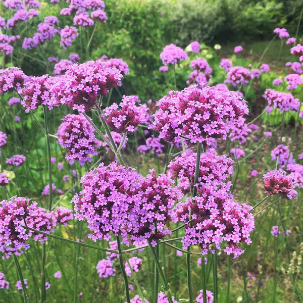 Buy Verbena Bonariensis Online - Green plants & flowering plants