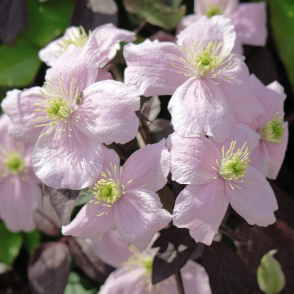 Buy Clematis Montana Mayleen Online - Green plants & flowering plants