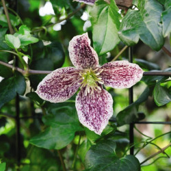 Clematis Cirrhosa Freckles